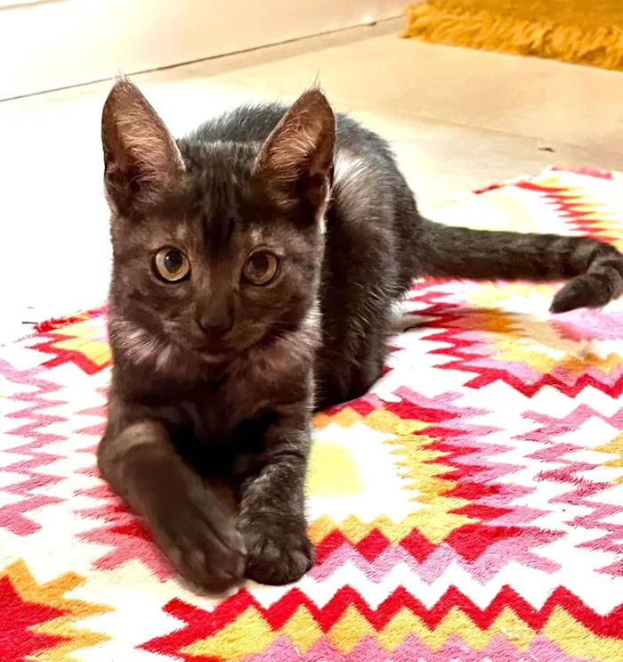 Gato ra a SRD-ViraLata idade Abaixo de 2 meses nome Joana