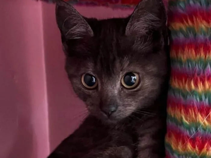 Gato ra a SRD-ViraLata idade Abaixo de 2 meses nome Joana