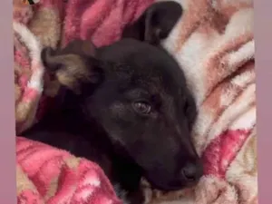 Cachorro raça SRD-ViraLata idade 2 a 6 meses nome maia 