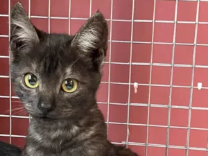 Gato raça SRD-ViraLata idade Abaixo de 2 meses nome Joana