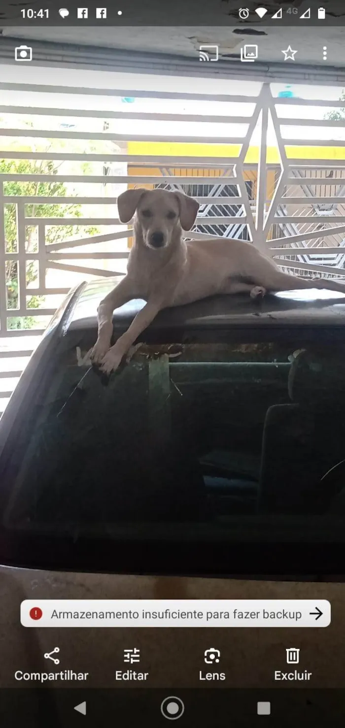 Cachorro ra a SRD-ViraLata idade 1 ano nome Lilith 