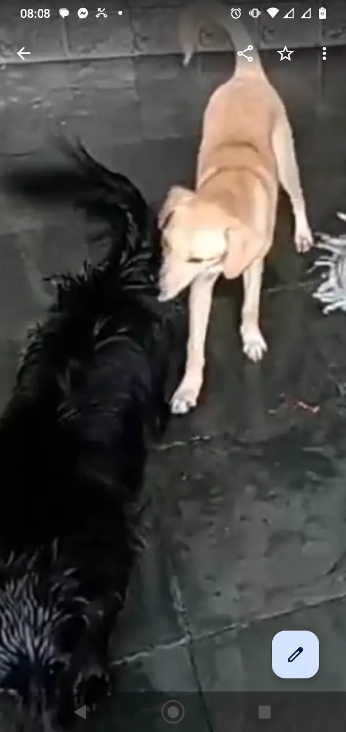 Cachorro ra a SRD-ViraLata idade 1 ano nome Lilith 