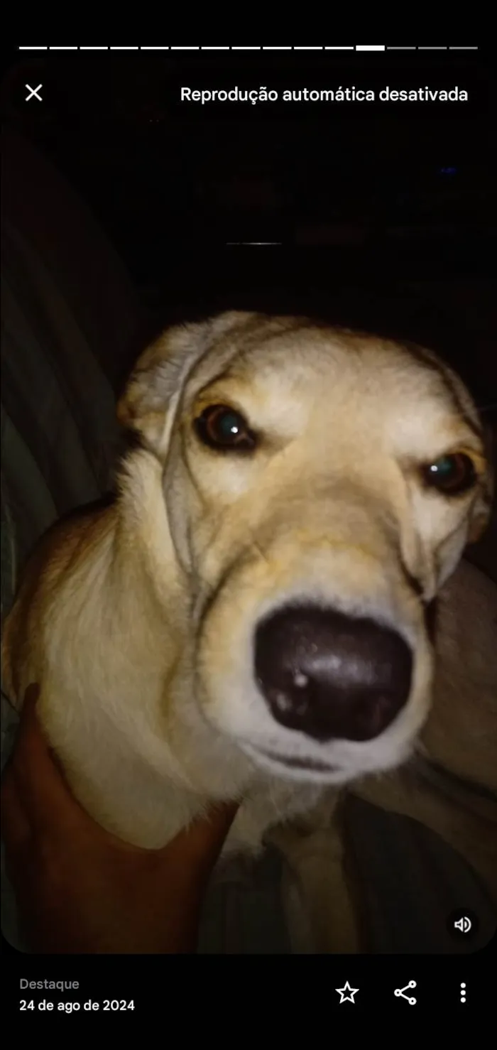 Cachorro ra a SRD-ViraLata idade 1 ano nome Lilith 
