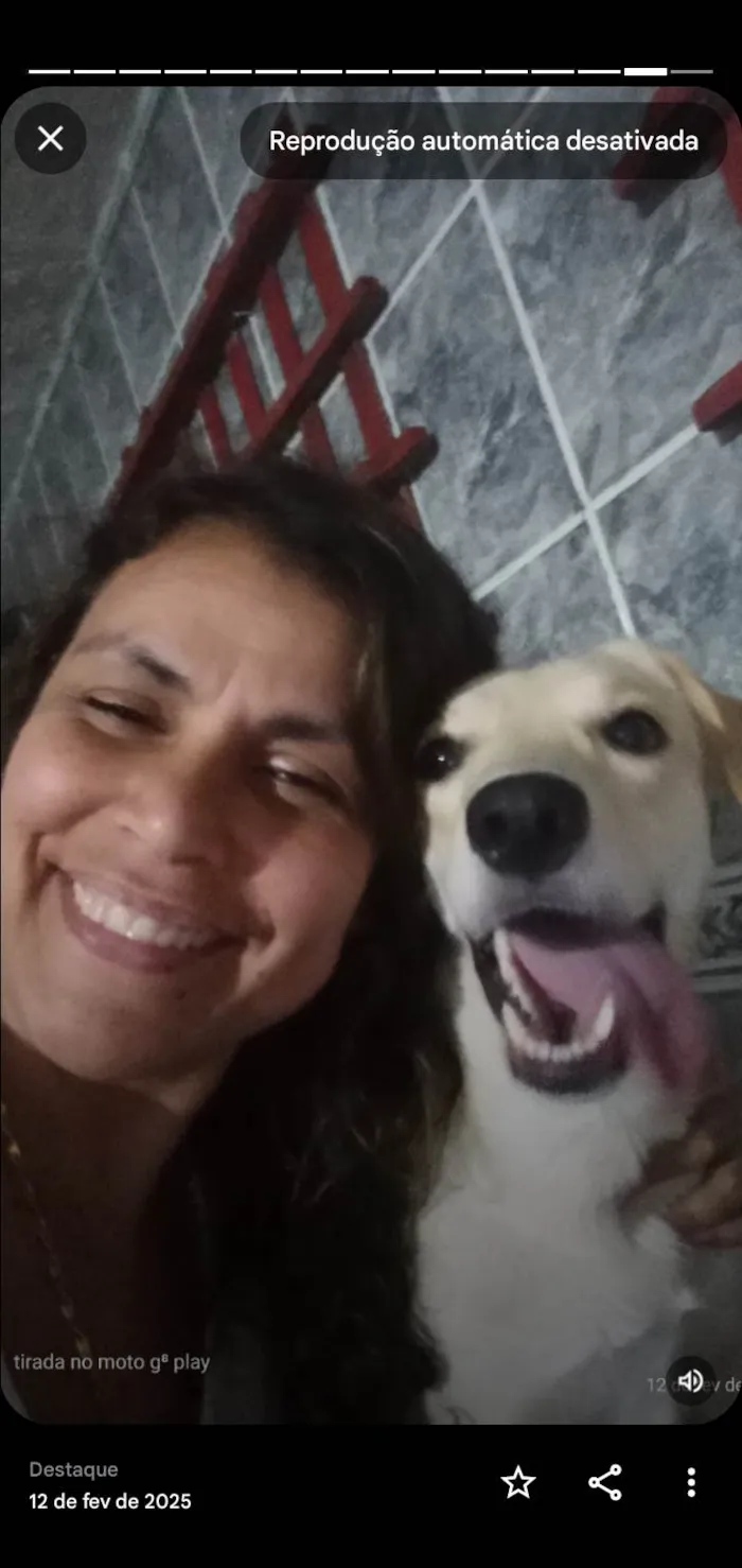 Cachorro ra a SRD-ViraLata idade 1 ano nome Lilith 
