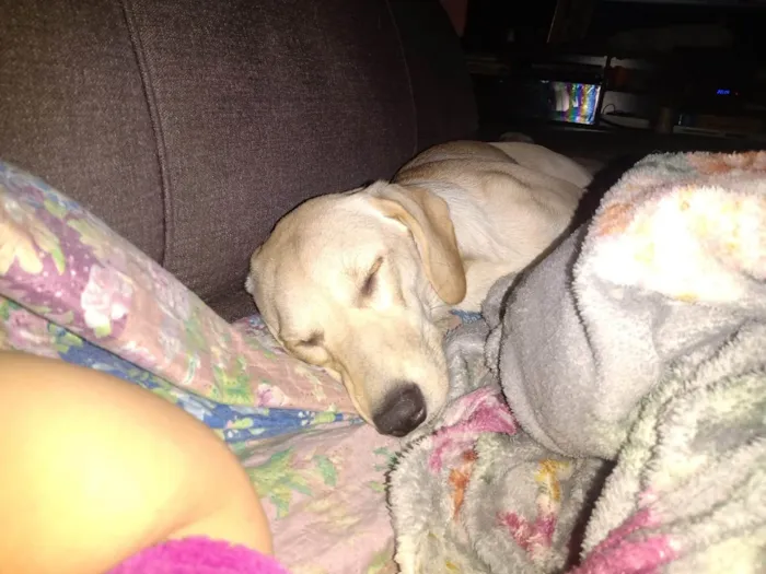 Cachorro ra a SRD-ViraLata idade 1 ano nome Lilith 