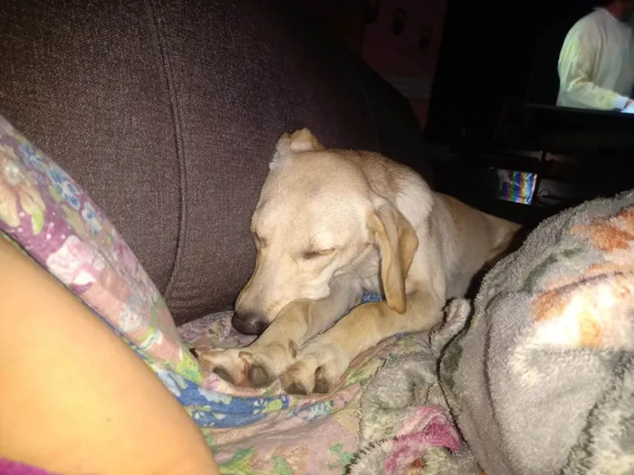 Cachorro ra a SRD-ViraLata idade 1 ano nome Lilith 