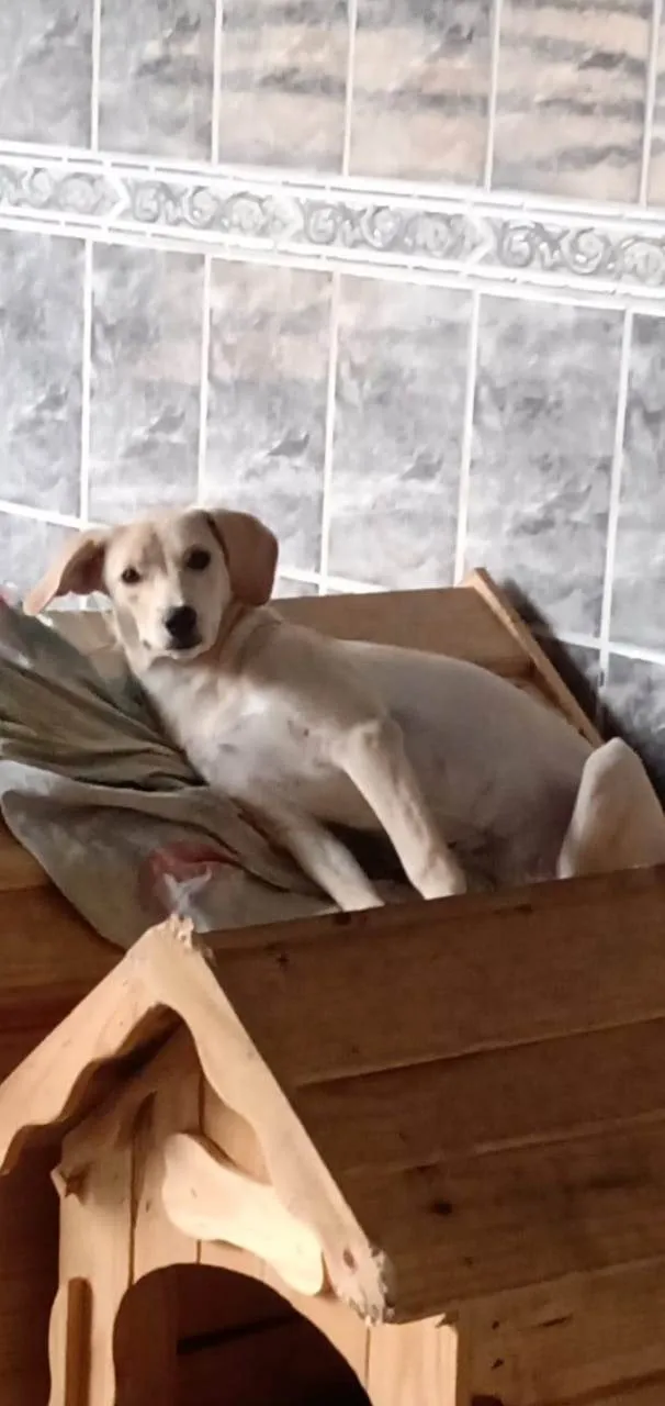 Cachorro ra a SRD-ViraLata idade 1 ano nome Lilith 