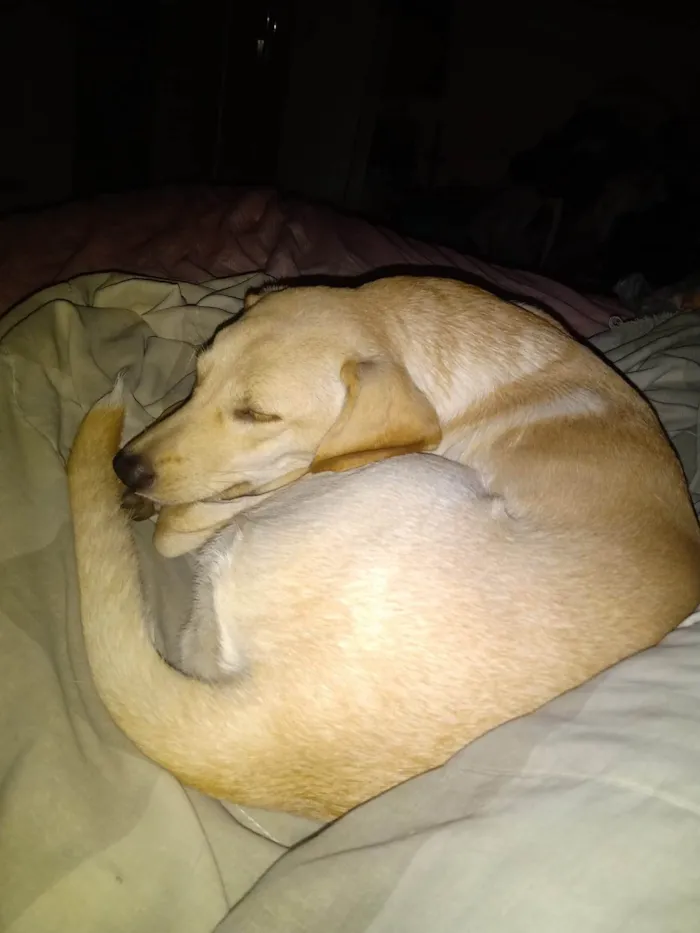 Cachorro ra a SRD-ViraLata idade 1 ano nome Lilith 