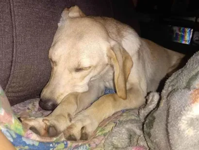 Cachorro raça SRD-ViraLata idade 1 ano nome Lilith 