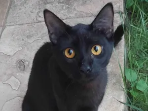 Gato raça SRD-ViraLata idade 2 anos nome Gato