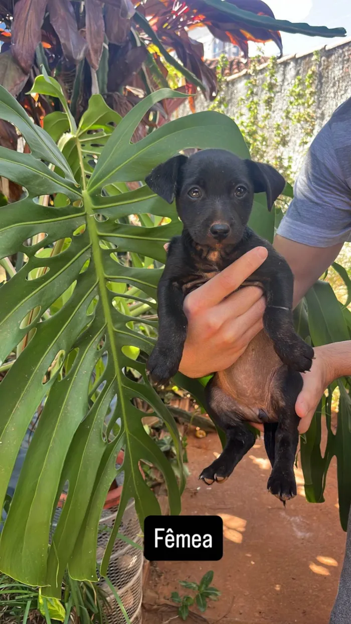 Cachorro ra a SRD-ViraLata idade Abaixo de 2 meses nome Bubu
