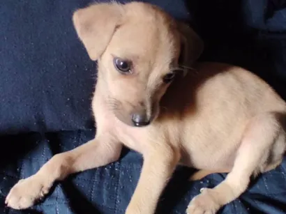 Cachorro raça SRD-ViraLata idade 2 a 6 meses nome Max 
