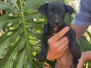 Cachorro raça SRD-ViraLata idade Abaixo de 2 meses nome Bubu