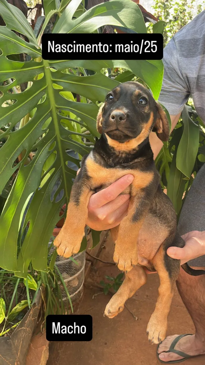 Cachorro ra a SRD-ViraLata idade Abaixo de 2 meses nome Jorge