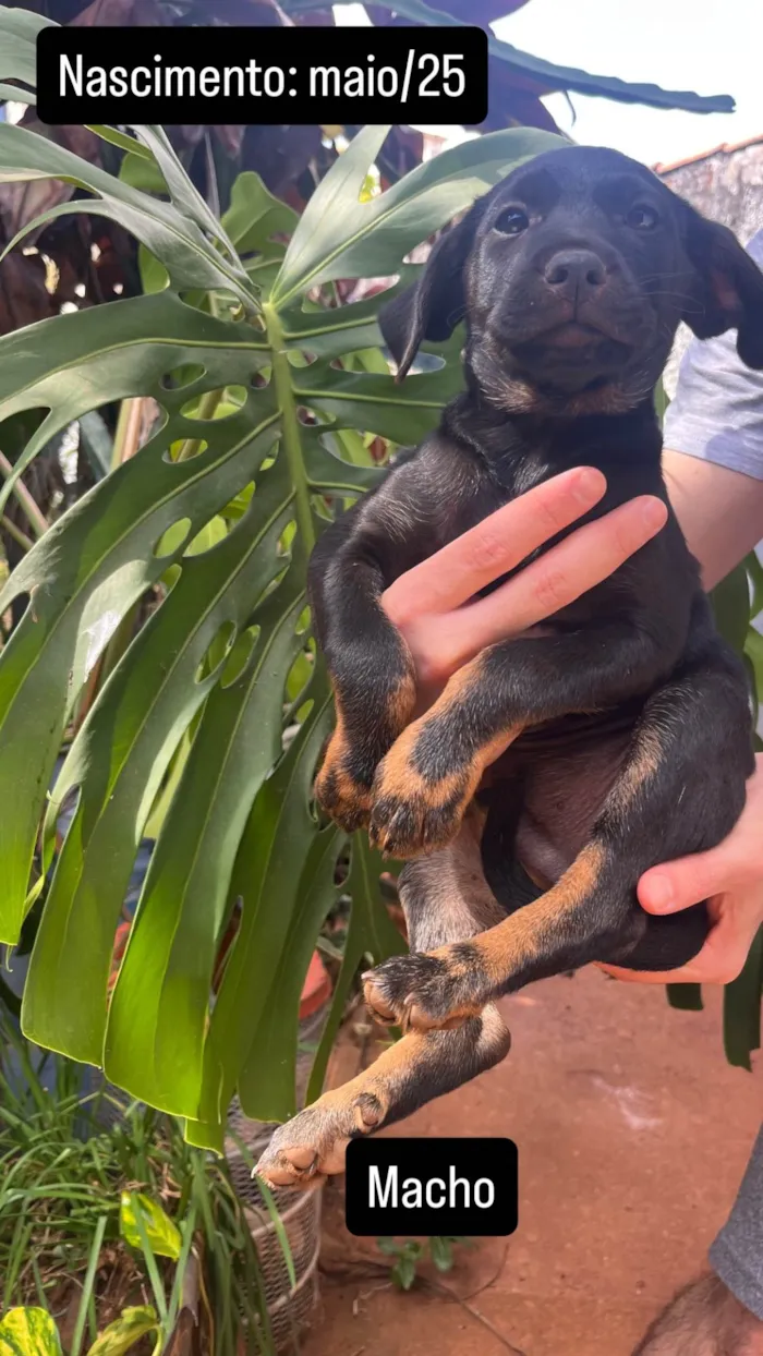 Cachorro ra a SRD-ViraLata idade Abaixo de 2 meses nome Bartolomeu