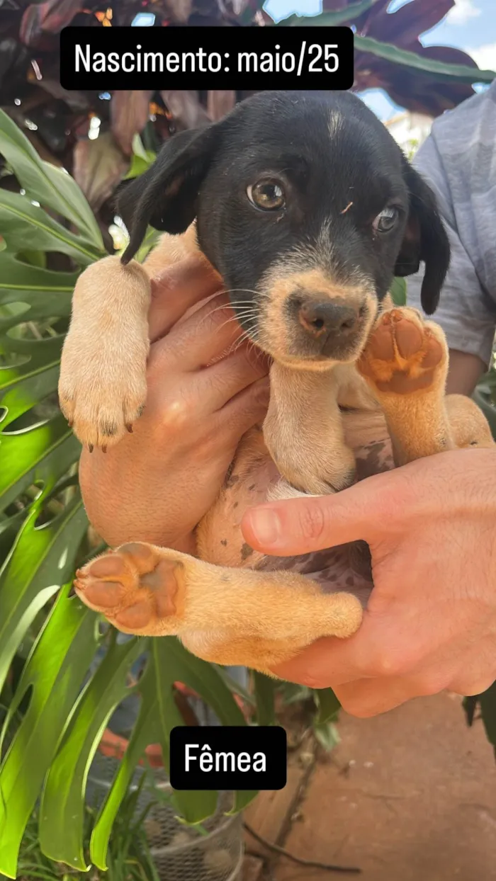 Cachorro ra a SRD-ViraLata idade Abaixo de 2 meses nome Ruivinha