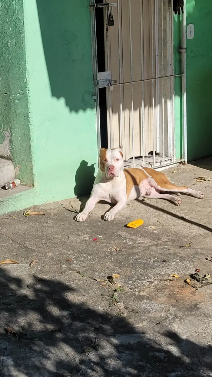 Cachorro ra a Pit-Bull idade 4 anos nome Thanos