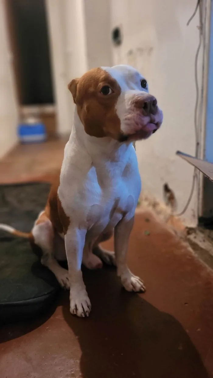 Cachorro ra a Pit-Bull idade 4 anos nome Thanos