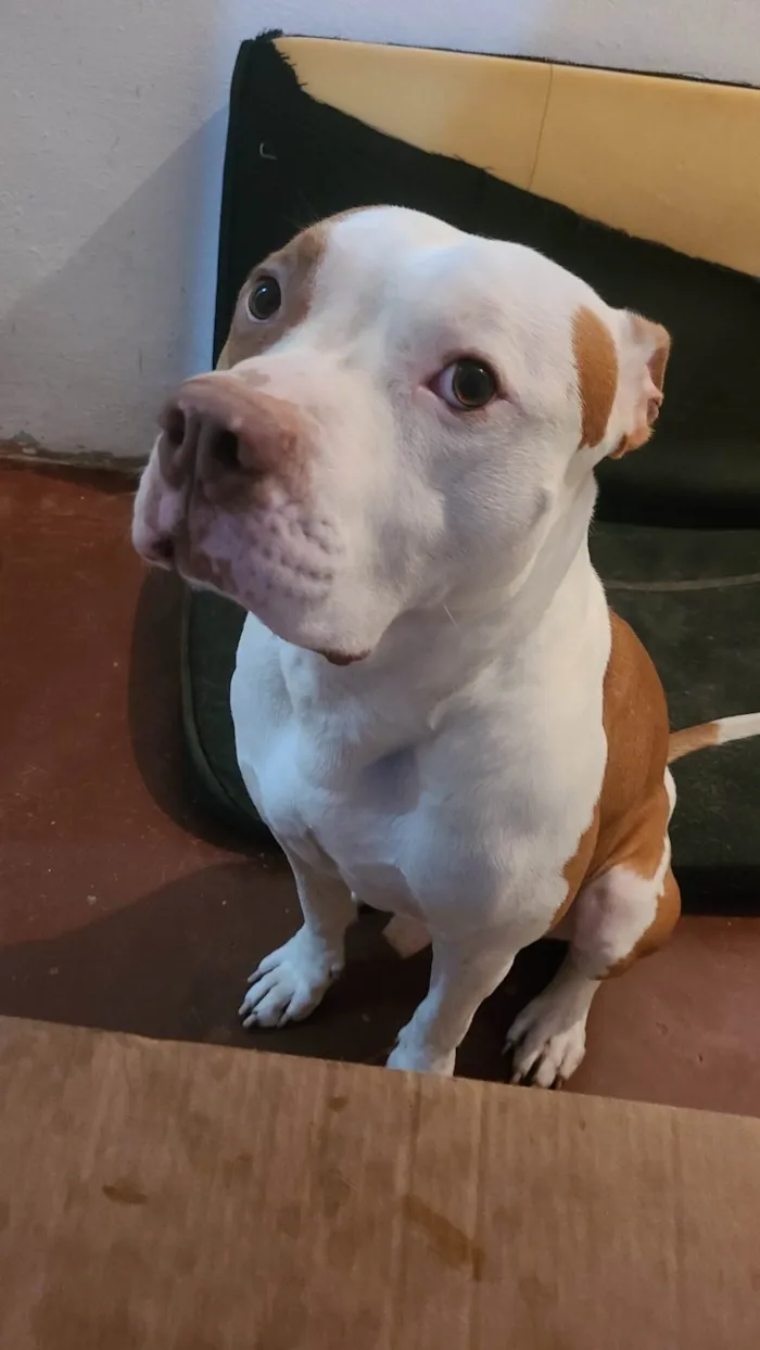 Cachorro ra a Pit-Bull idade 4 anos nome Thanos