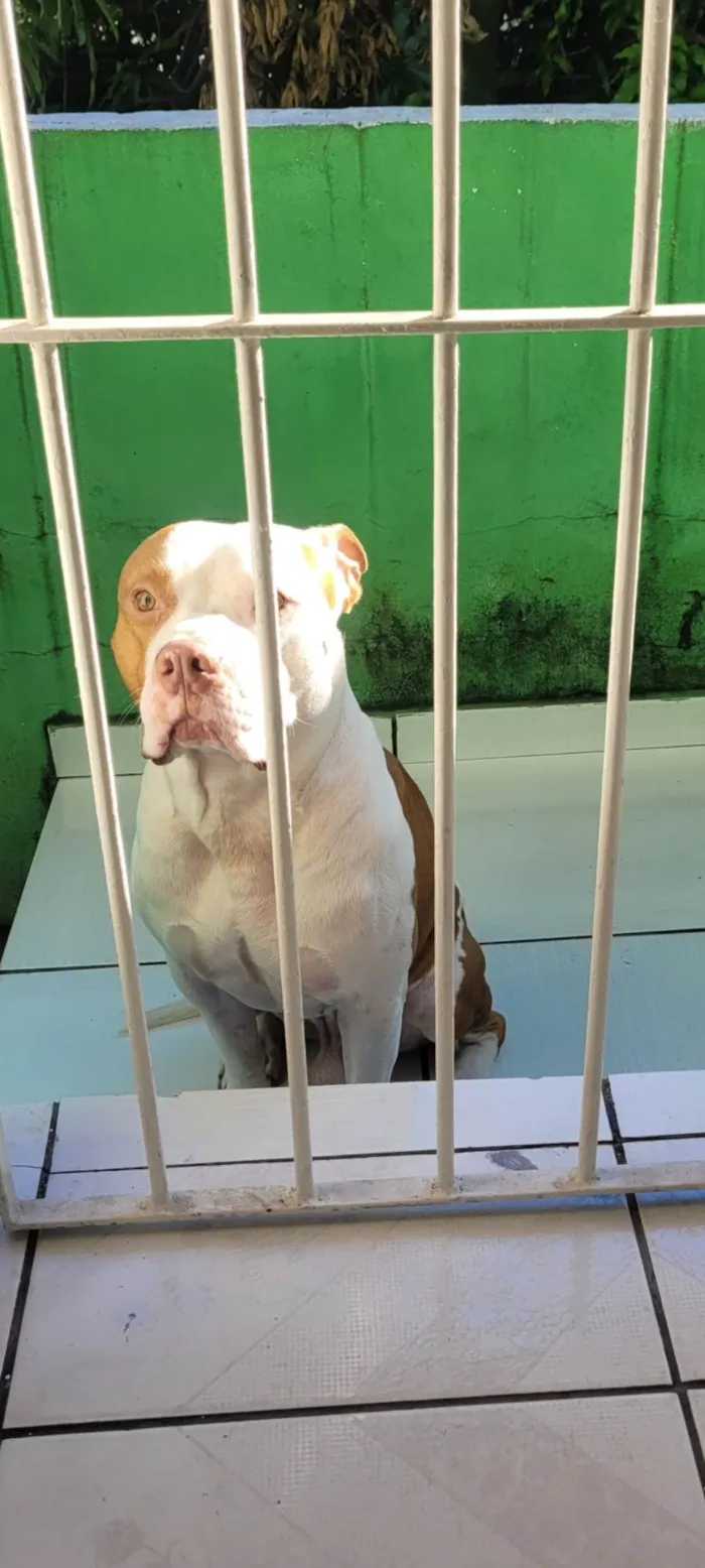 Cachorro ra a Pit-Bull idade 4 anos nome Thanos