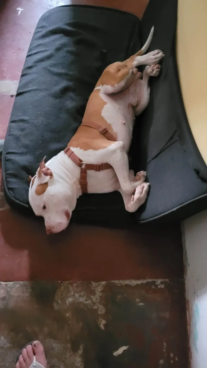 Cachorro ra a Pit-Bull idade 4 anos nome Thanos