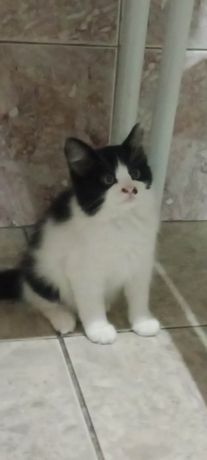 Gato ra a SRD-ViraLata idade Abaixo de 2 meses nome Frajolinha