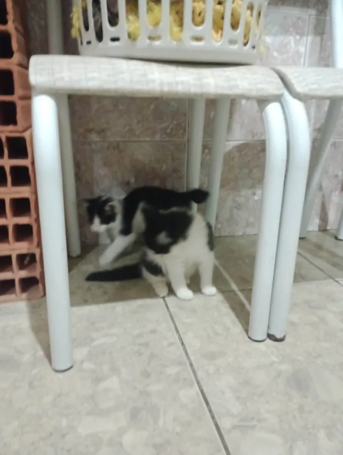 Gato ra a SRD-ViraLata idade Abaixo de 2 meses nome Frajolinha