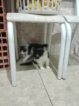 Frajolinha