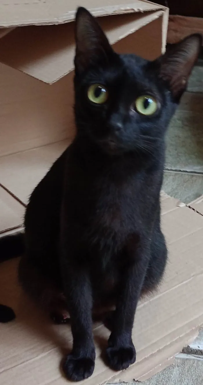 Gato ra a SRD-ViraLata idade Abaixo de 2 meses nome Frajolinha