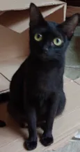 Frajolinha