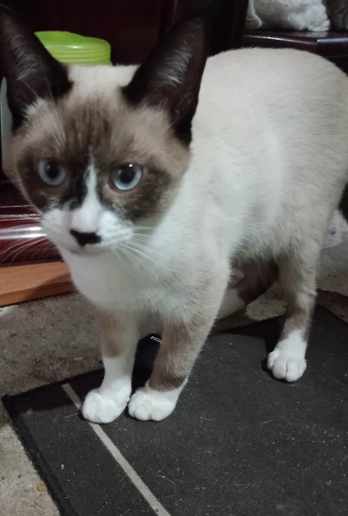 Gato ra a SRD-ViraLata idade Abaixo de 2 meses nome Frajolinha
