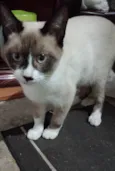 Frajolinha