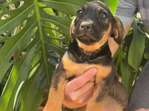 Cachorro raça SRD-ViraLata idade Abaixo de 2 meses nome Jorge