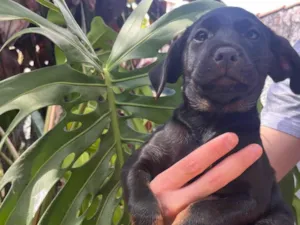Cachorro raça SRD-ViraLata idade Abaixo de 2 meses nome Bartolomeu