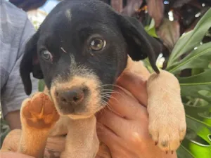 Cachorro raça SRD-ViraLata idade Abaixo de 2 meses nome Ruivinha
