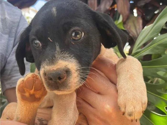 Cachorro ra a SRD-ViraLata idade Abaixo de 2 meses nome Ruivinha