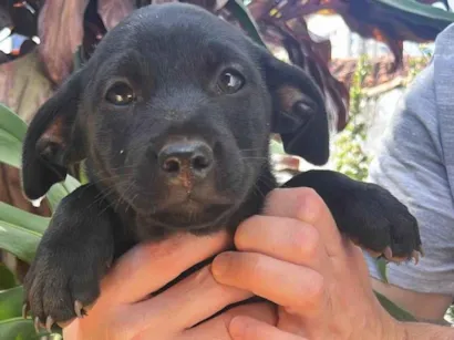 Cachorro raça SRD-ViraLata idade Abaixo de 2 meses nome Pettit