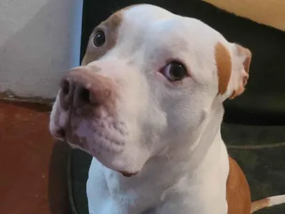 Cachorro raça Pit-Bull idade 4 anos nome Thanos