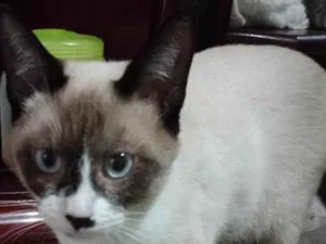 Gato raça SRD-ViraLata idade Abaixo de 2 meses nome Frajolinha