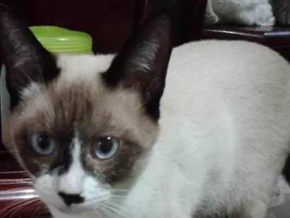 Gato raça SRD-ViraLata idade Abaixo de 2 meses nome Frajolinha