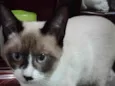 Frajolinha