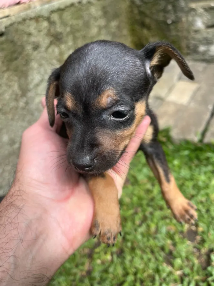 Cachorro ra a Pinscher idade Abaixo de 2 meses nome Sem nome 