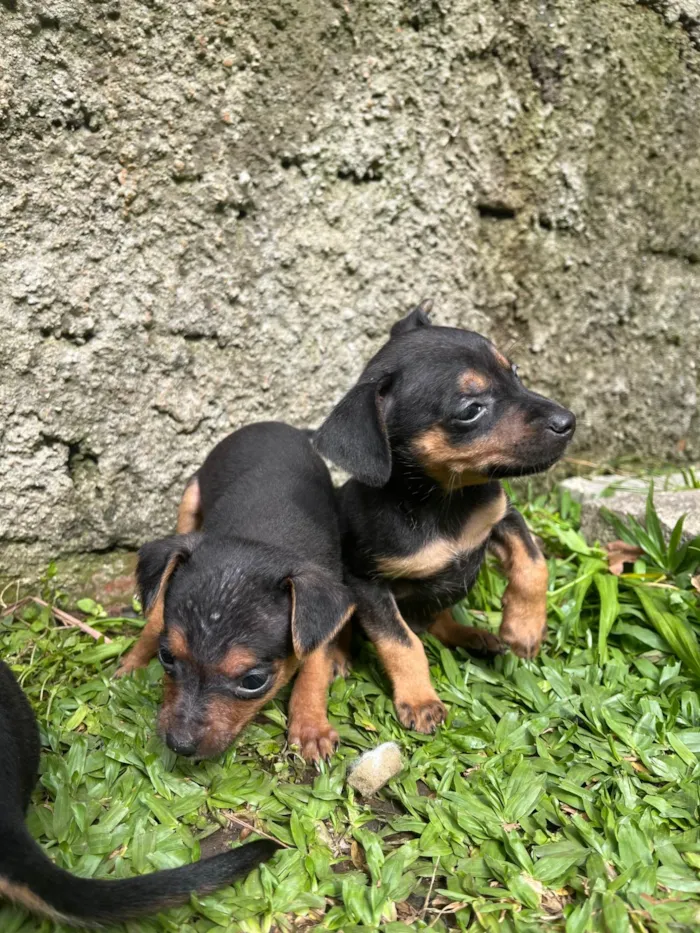 Cachorro ra a Pinscher idade Abaixo de 2 meses nome Sem nome 