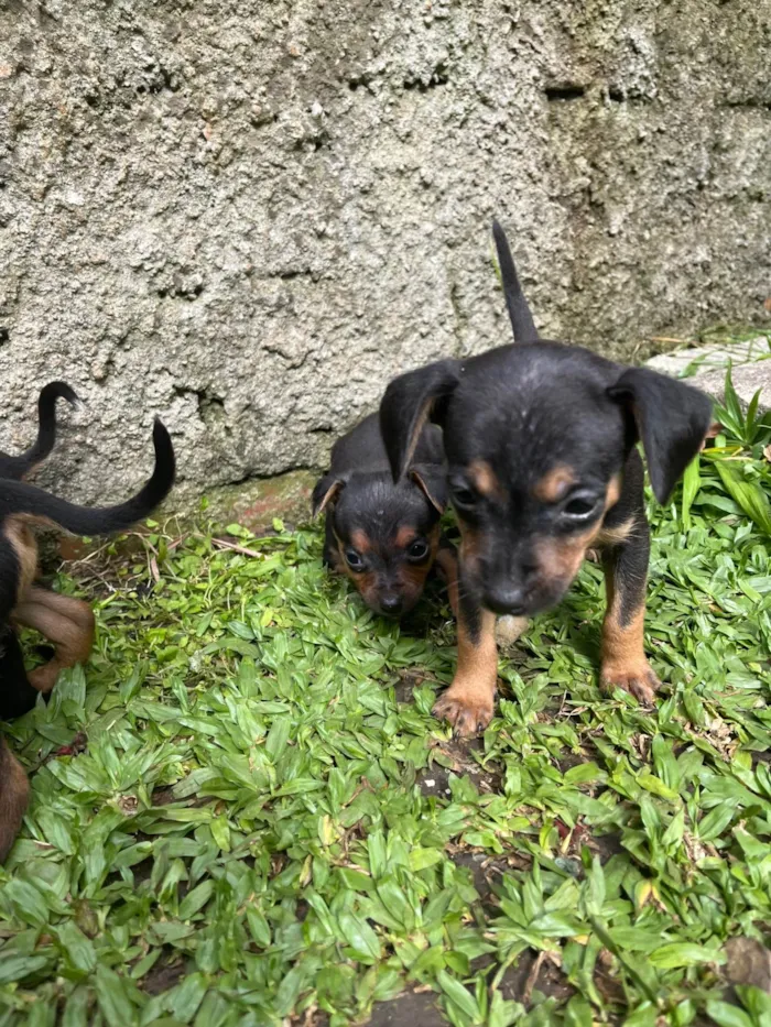 Cachorro ra a Pinscher idade Abaixo de 2 meses nome Sem nome 