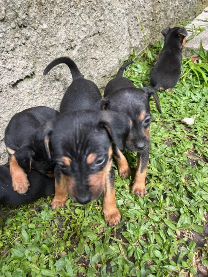 Cachorro ra a Pinscher idade Abaixo de 2 meses nome Sem nome 