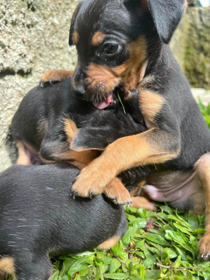 Cachorro ra a Pinscher idade Abaixo de 2 meses nome Sem nome 