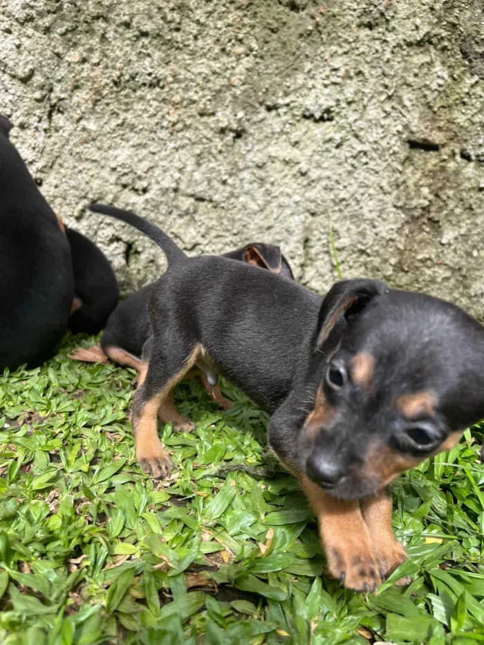 Cachorro ra a Pinscher idade Abaixo de 2 meses nome Sem nome 
