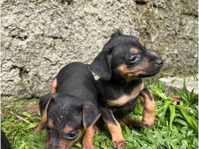 Cachorro ra a Pinscher idade Abaixo de 2 meses nome Sem nome 