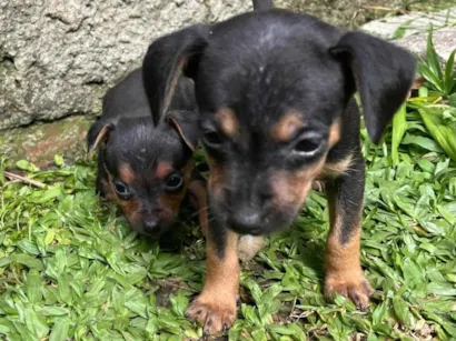 Cachorro raça Pinscher idade Abaixo de 2 meses nome Sem nome 