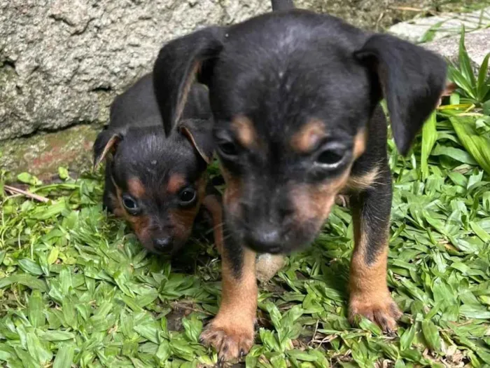 Cachorro ra a Pinscher idade Abaixo de 2 meses nome Sem nome 
